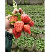 Bedanya Strawberry Mencir Dan California